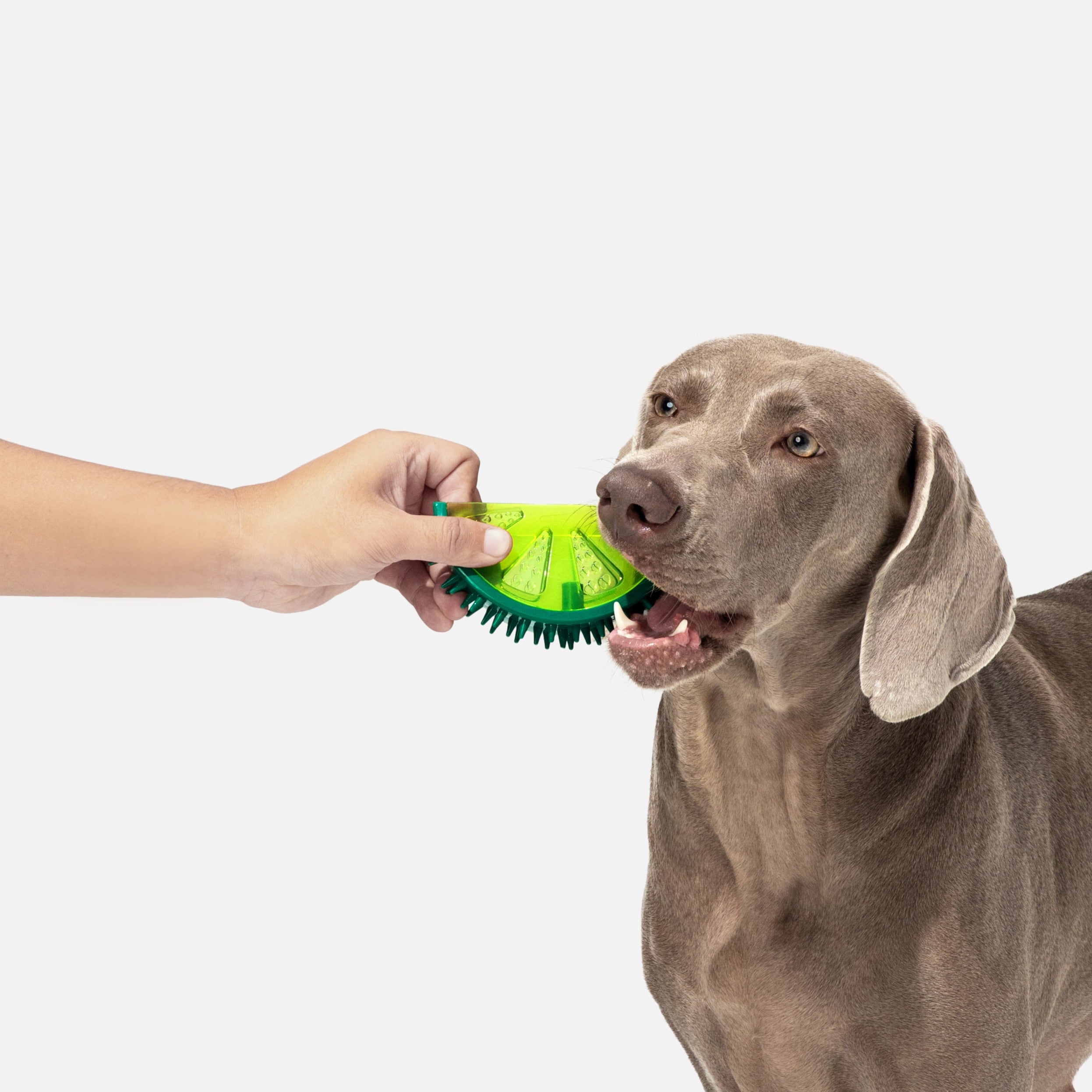 Lemon Squeaky Chew Toy