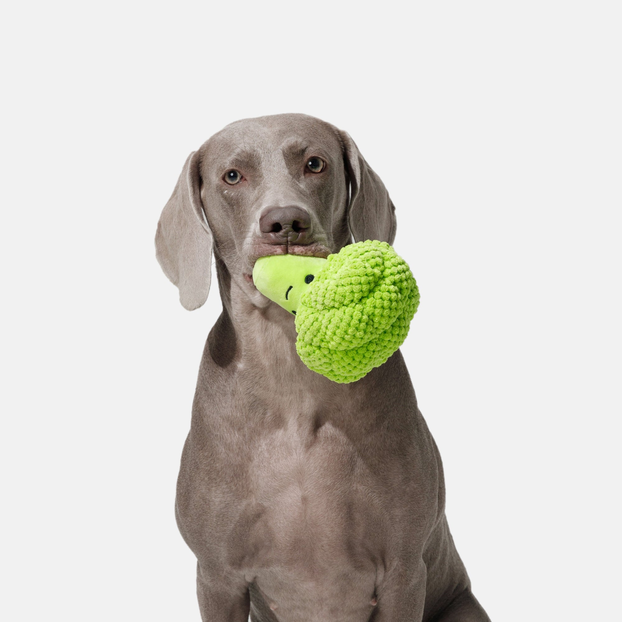 Squeaky Broccoli Plush Dog Toy