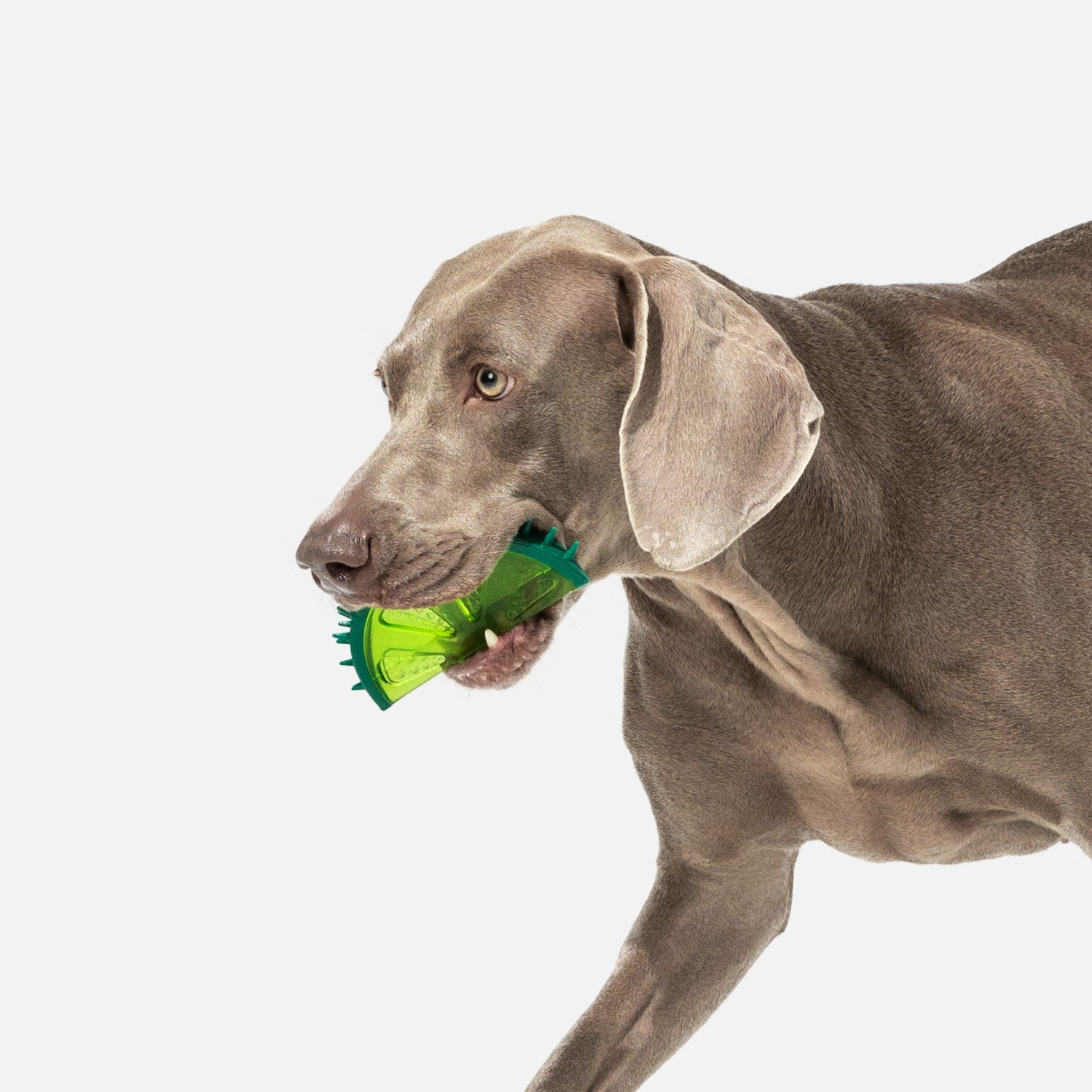 Lemon Squeaky Chew Toy