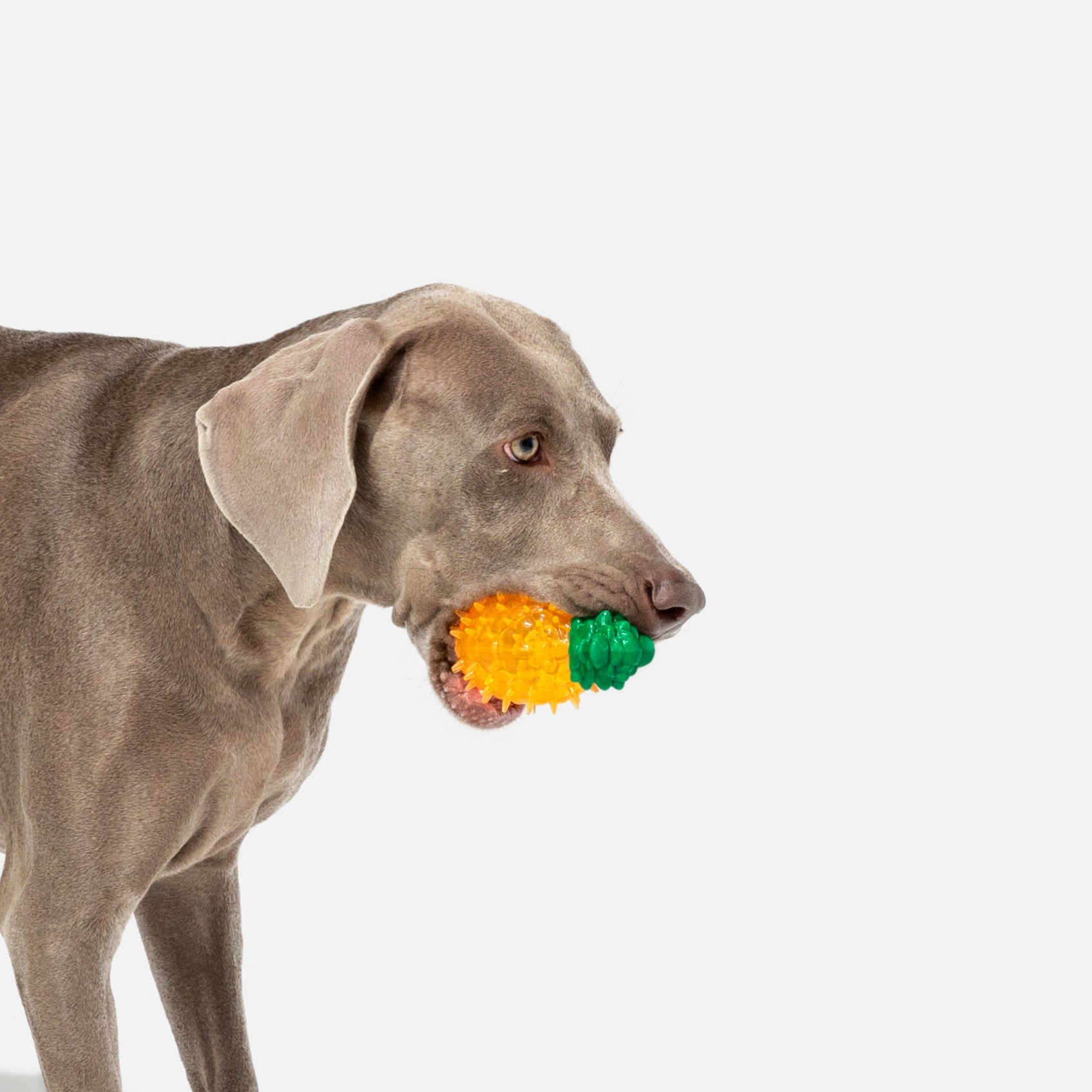 Pineapple Squeaky Chew Toy