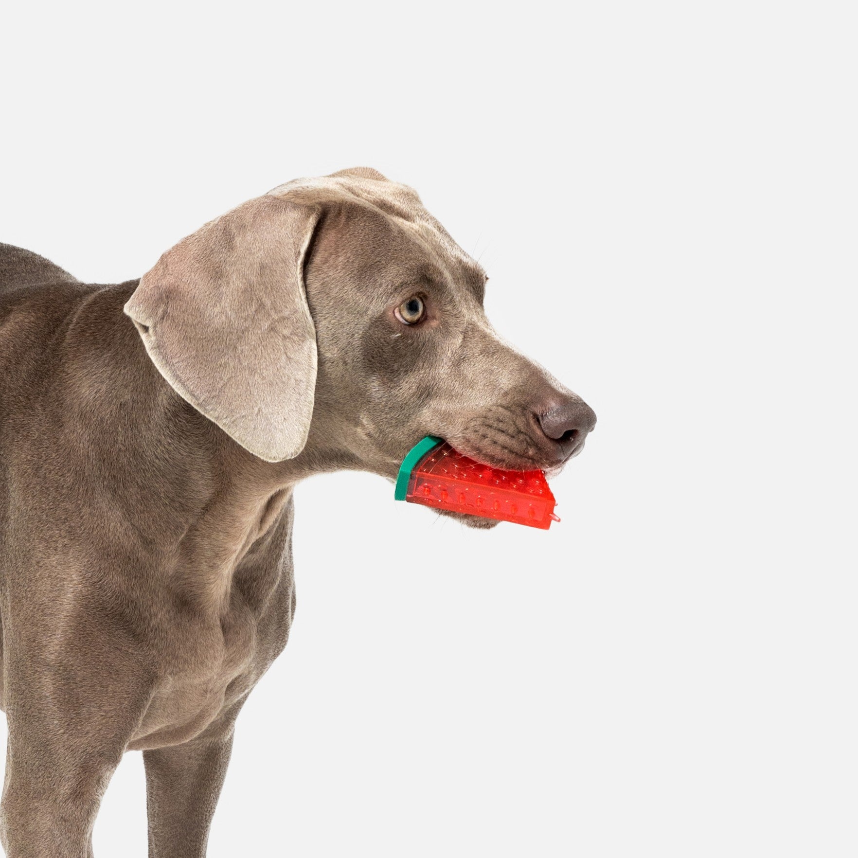Watermelon Squeaky Chew Toy