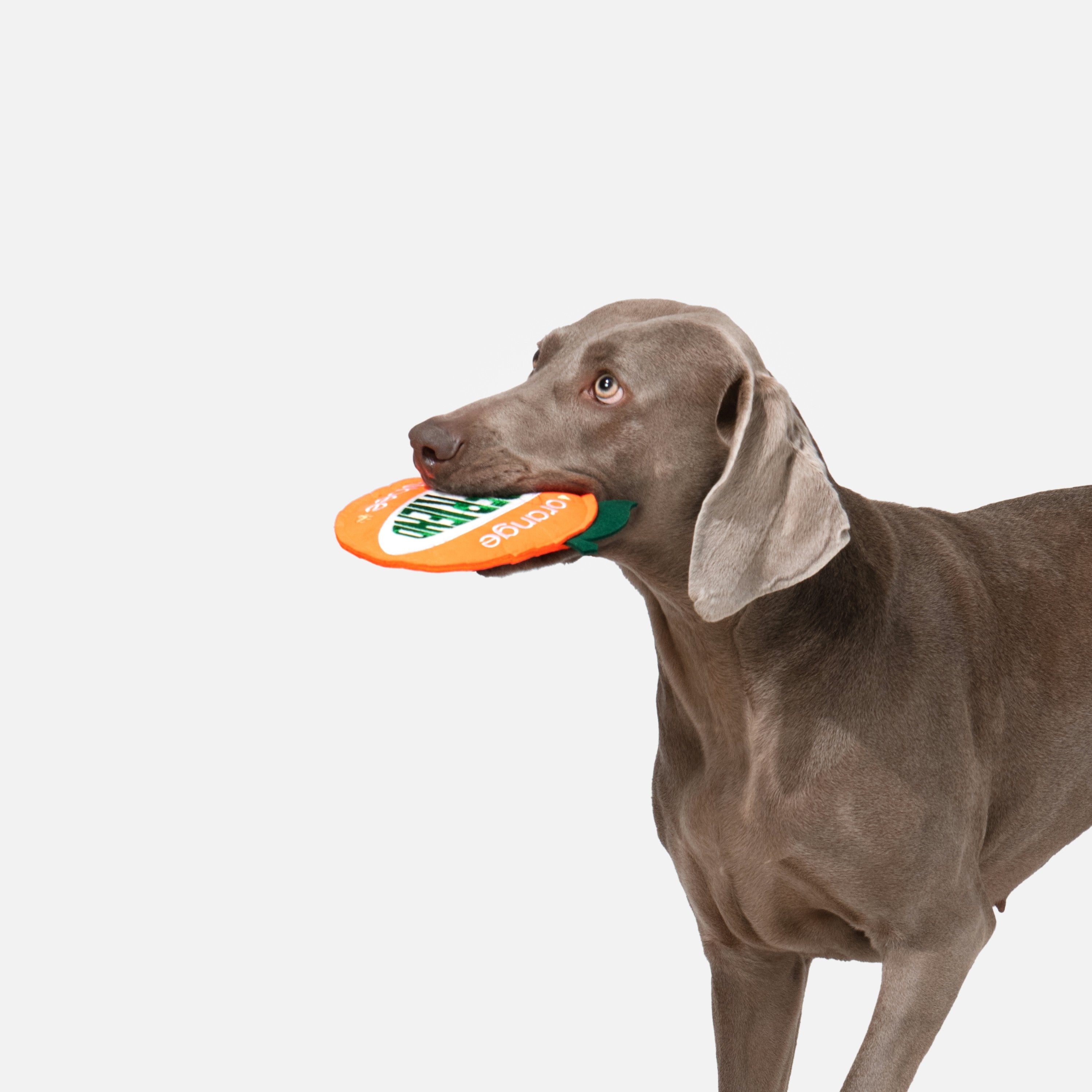 オレンジ 鳴き笛＆カシャカシャ入り ソフトディスクトイ（犬用）