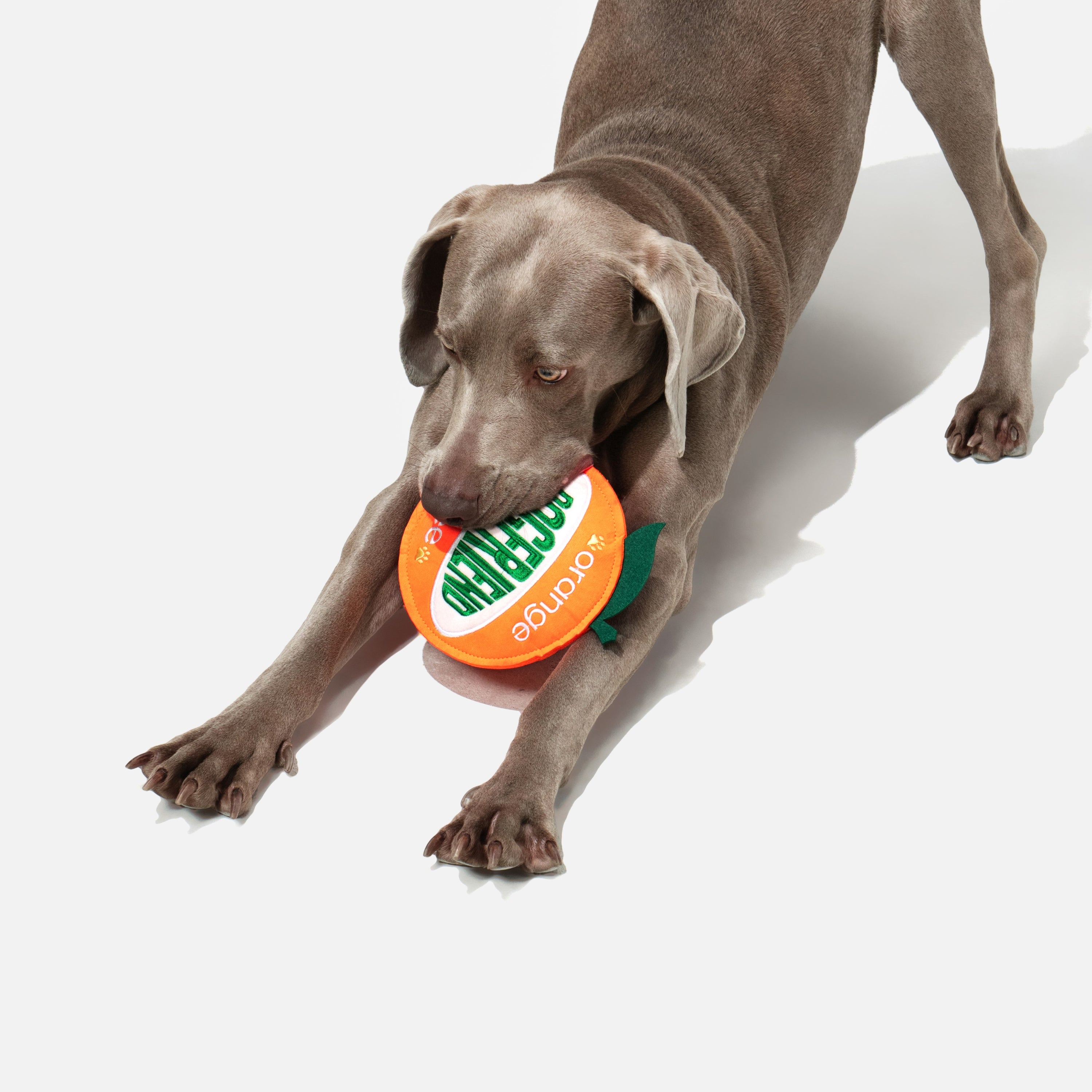 オレンジ 鳴き笛＆カシャカシャ入り ソフトディスクトイ（犬用）