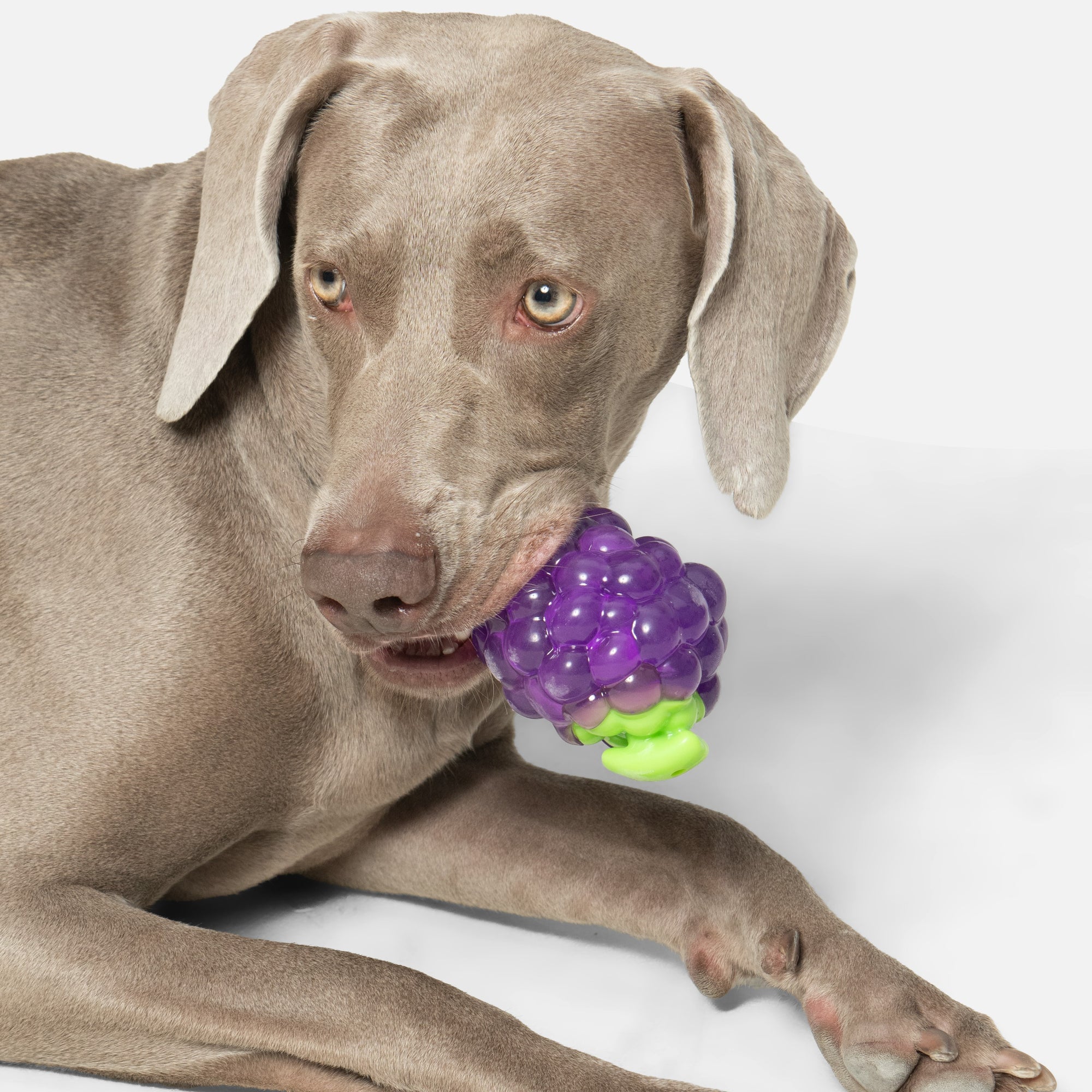 Grape Treat-Dispensing Chew Toy
