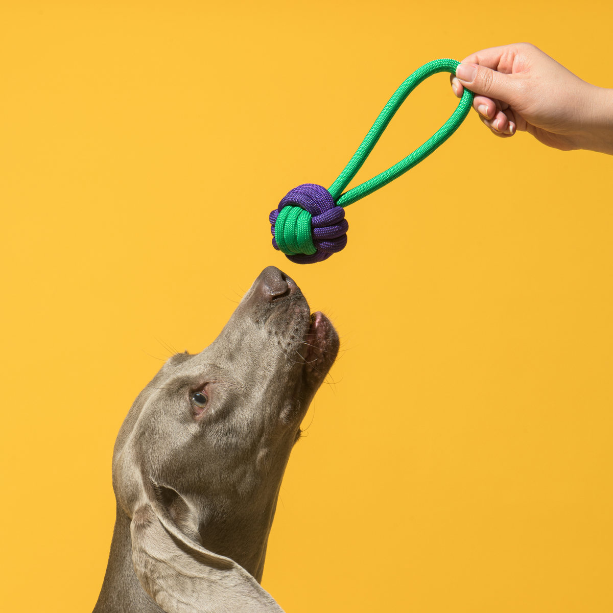 Rope Loop Knot Ball Dog Toy