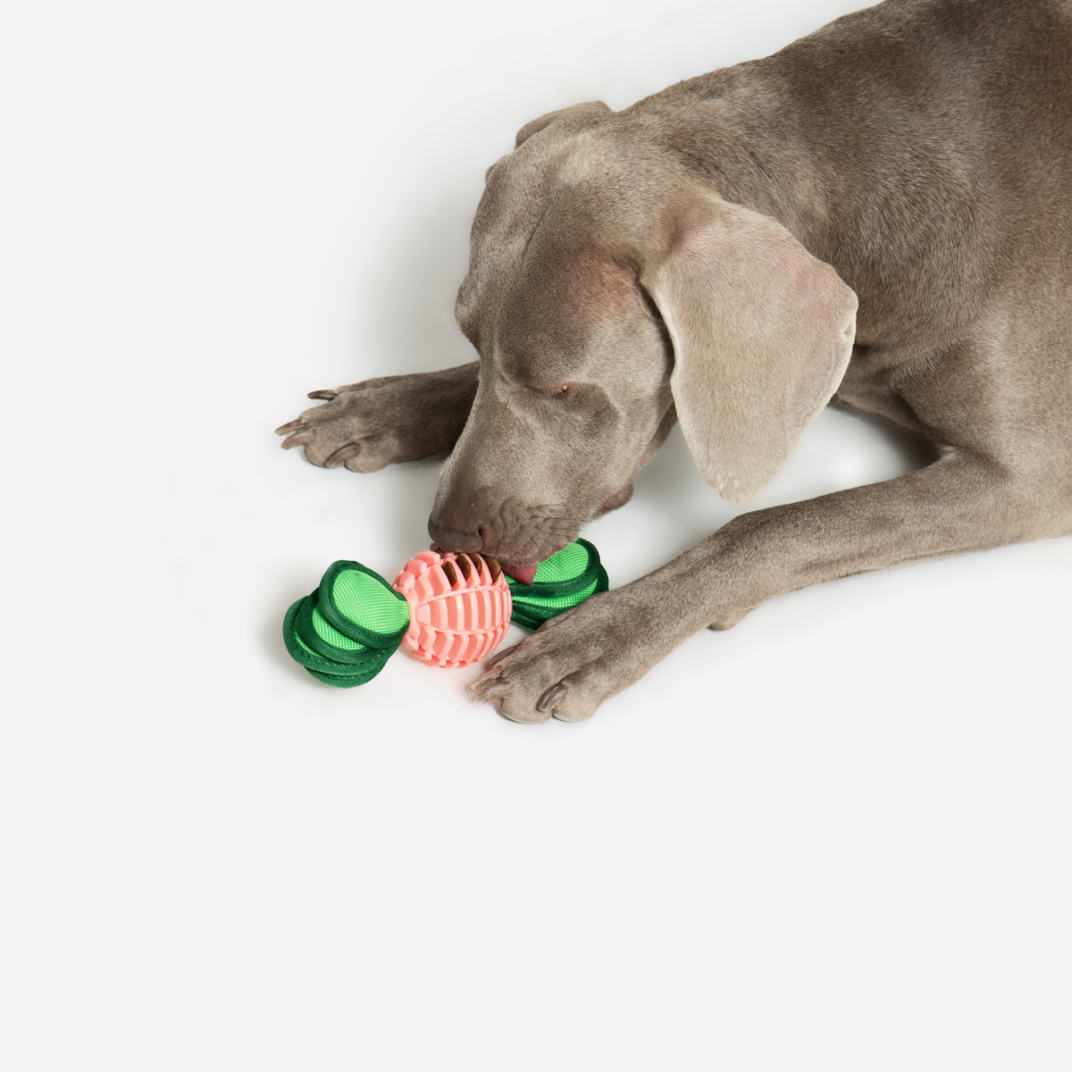 Radish Squeaky Chew Dog Toy