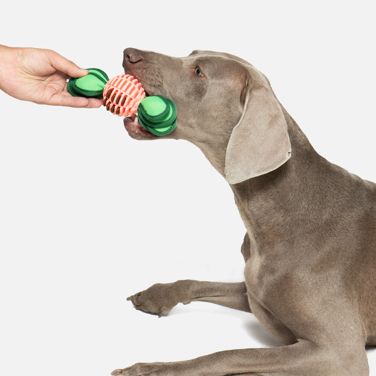 Radish Squeaky Chew Dog Toy