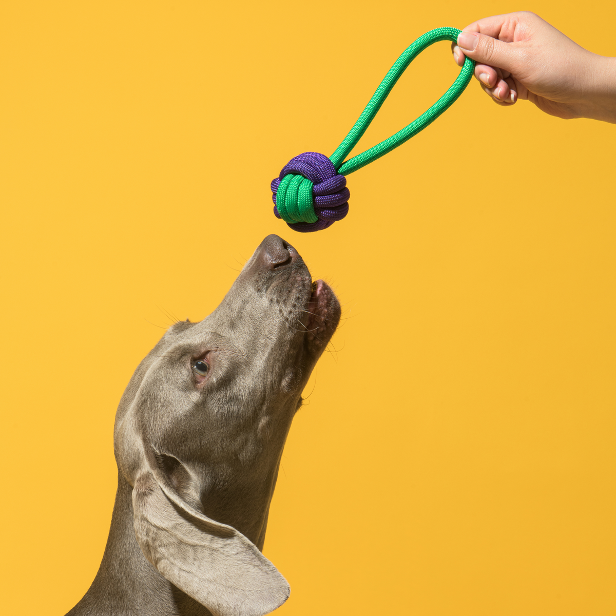 Rope Loop Knot Ball Dog Toy