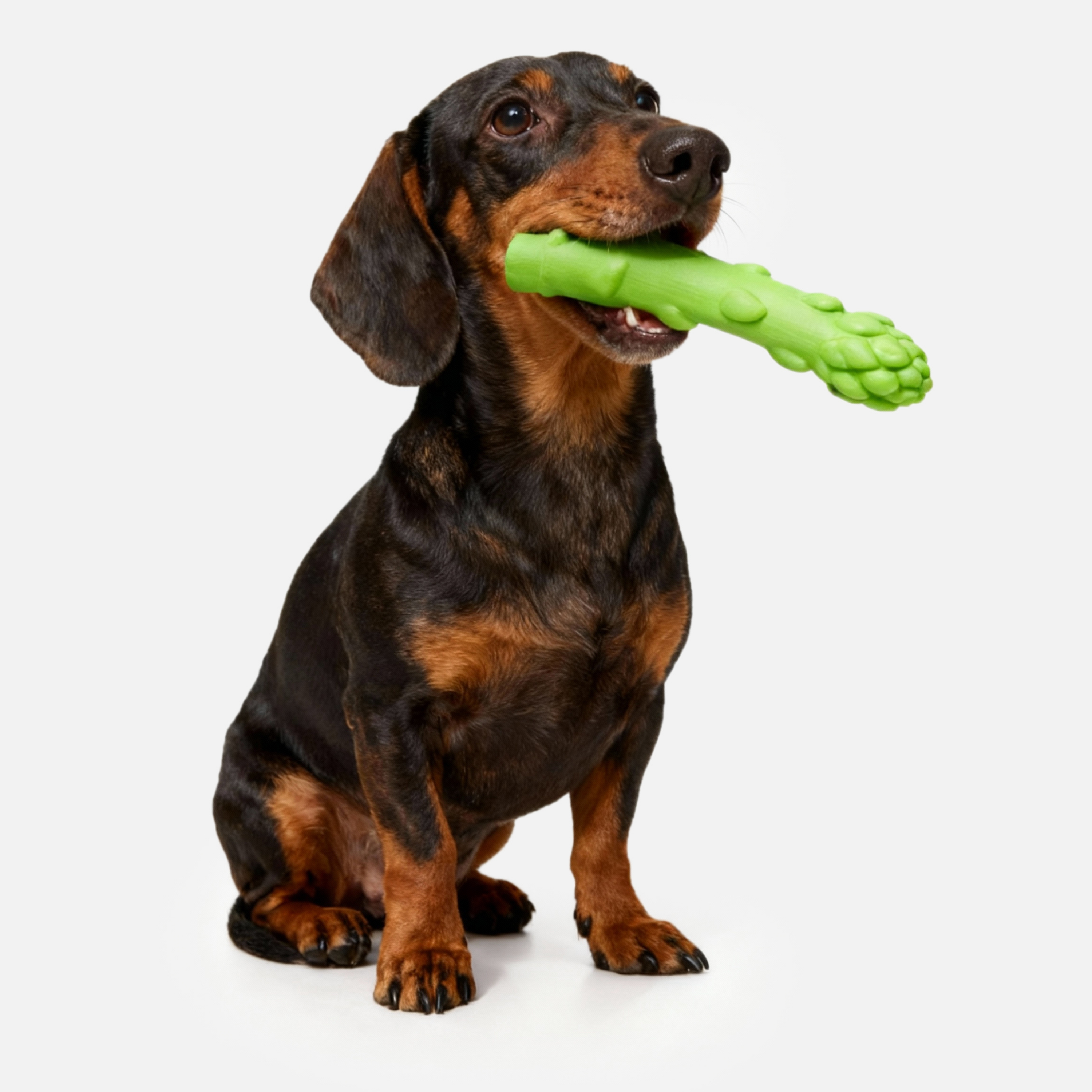 Asparagrrr Natural Latex Chew Dog Toy