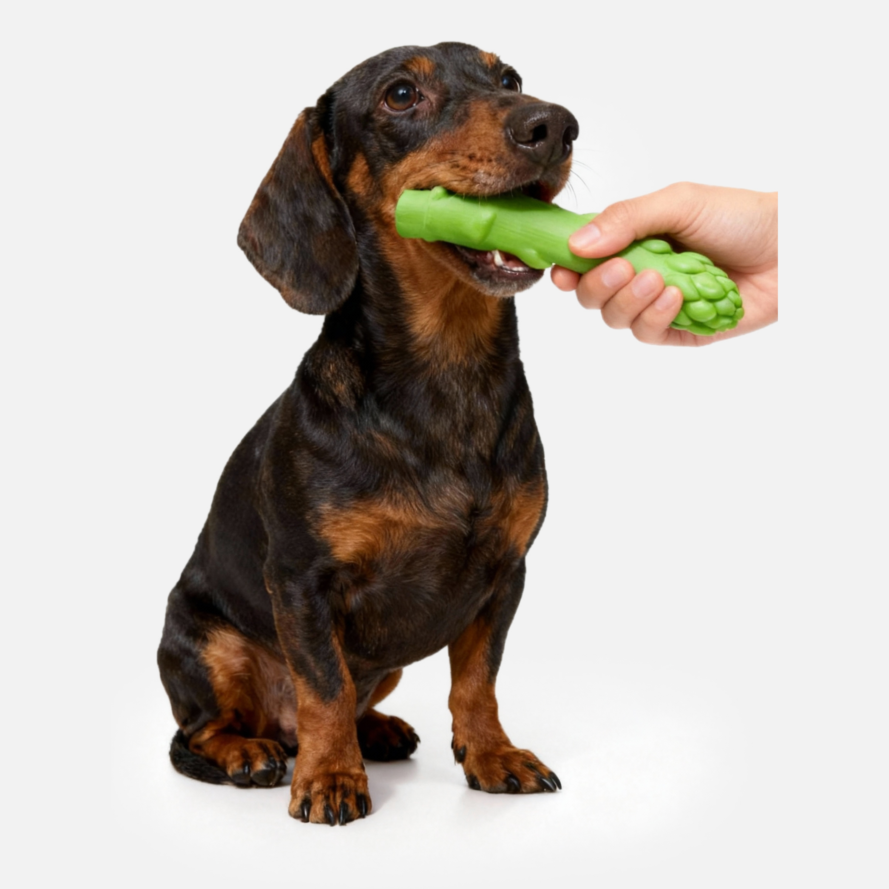 Asparagrrr Natural Latex Chew Dog Toy