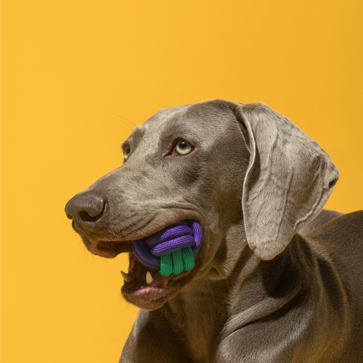 Rope Knot Ball Dog Toy
