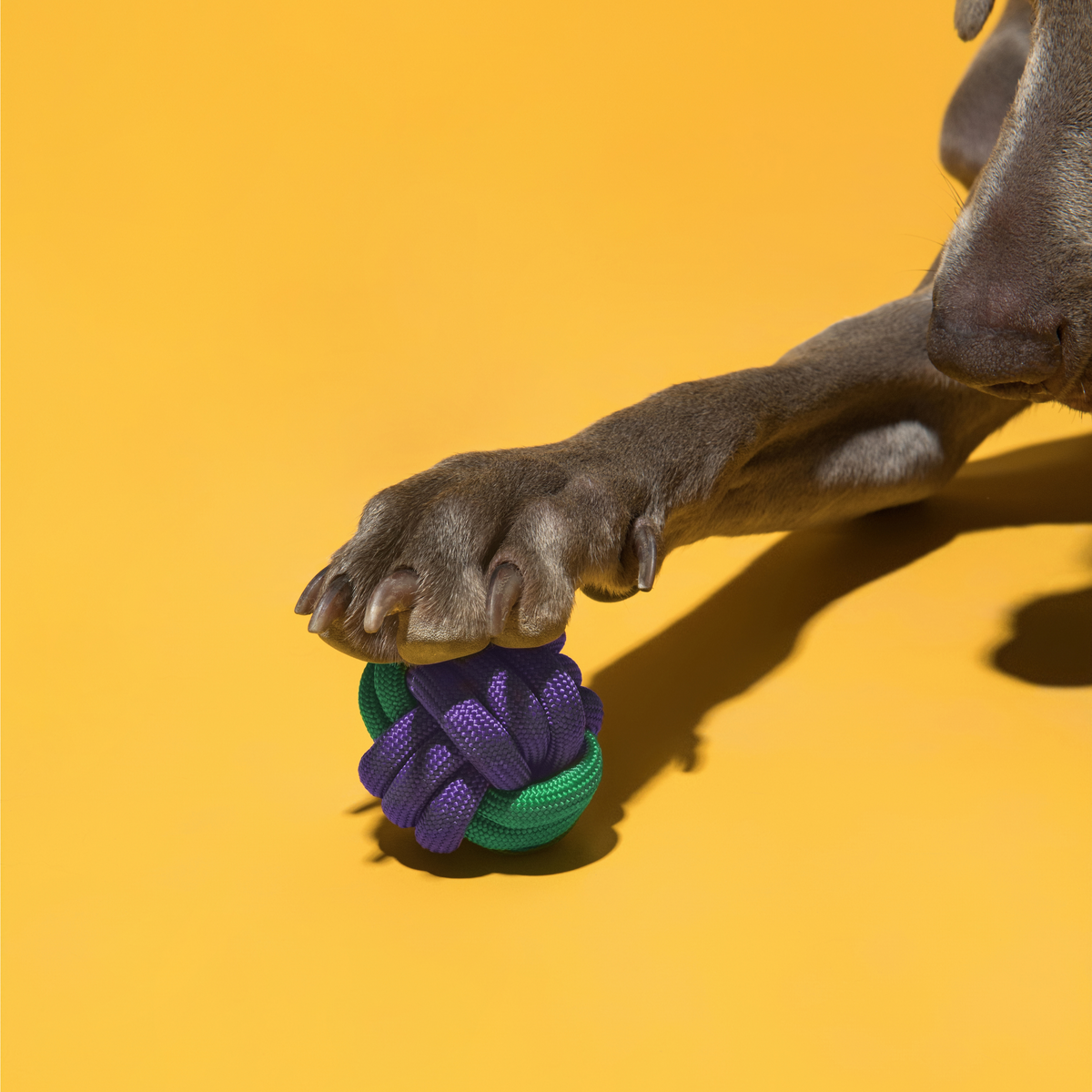 Rope Knot Ball Dog Toy