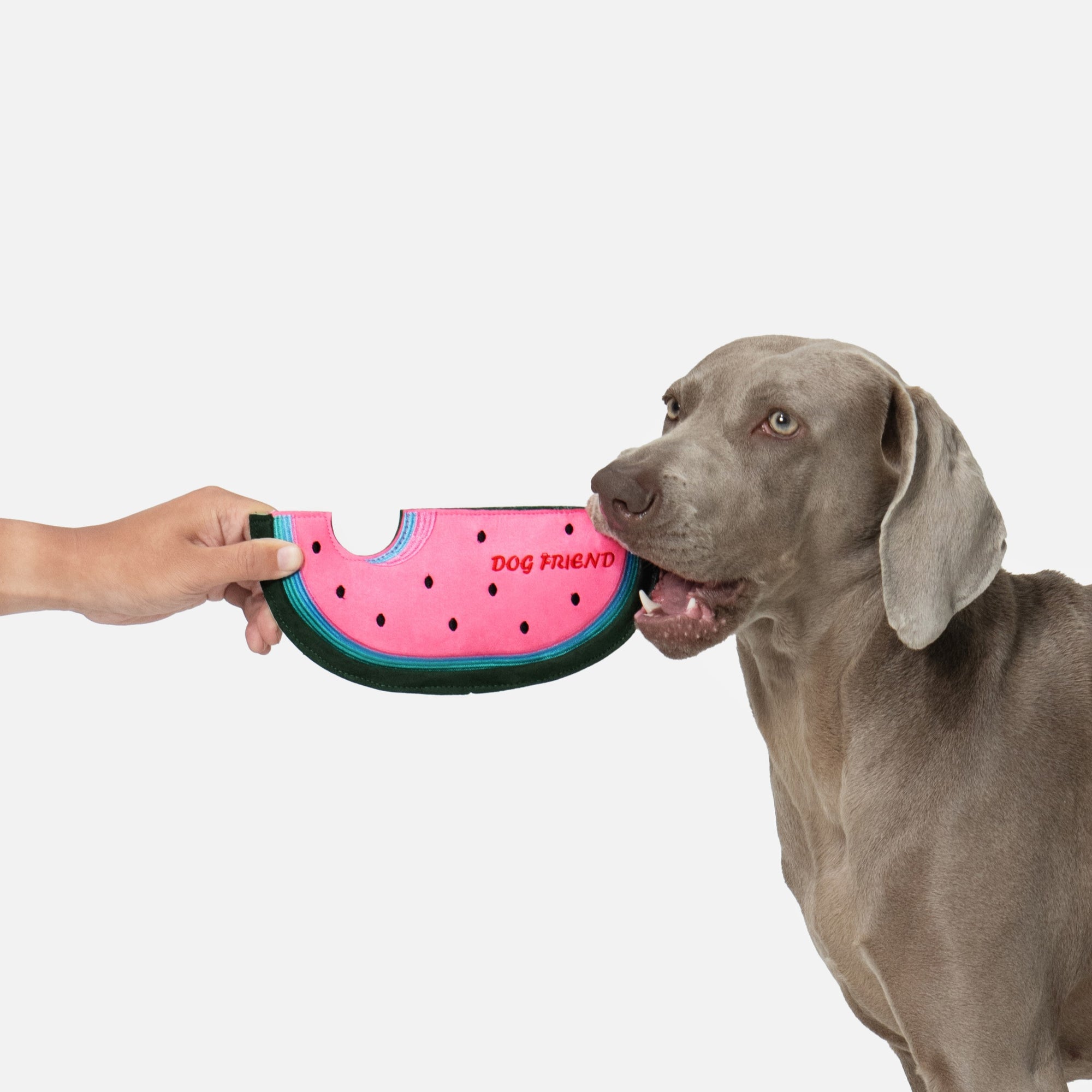 Watermelon Squeaky Crinkle Plush Frisbee
