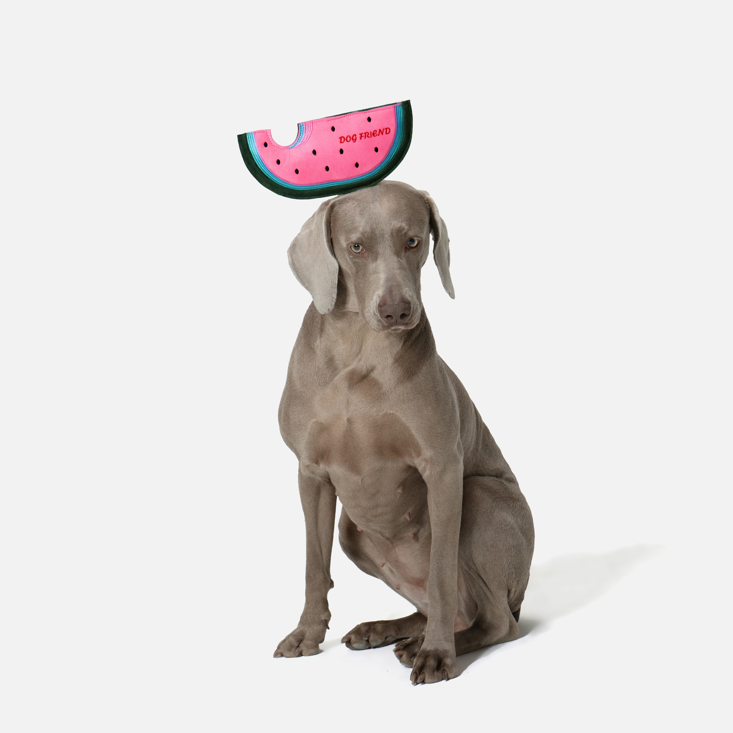 スイカ 鳴き笛＆カシャカシャ入り ソフトディスクトイ（犬用）
