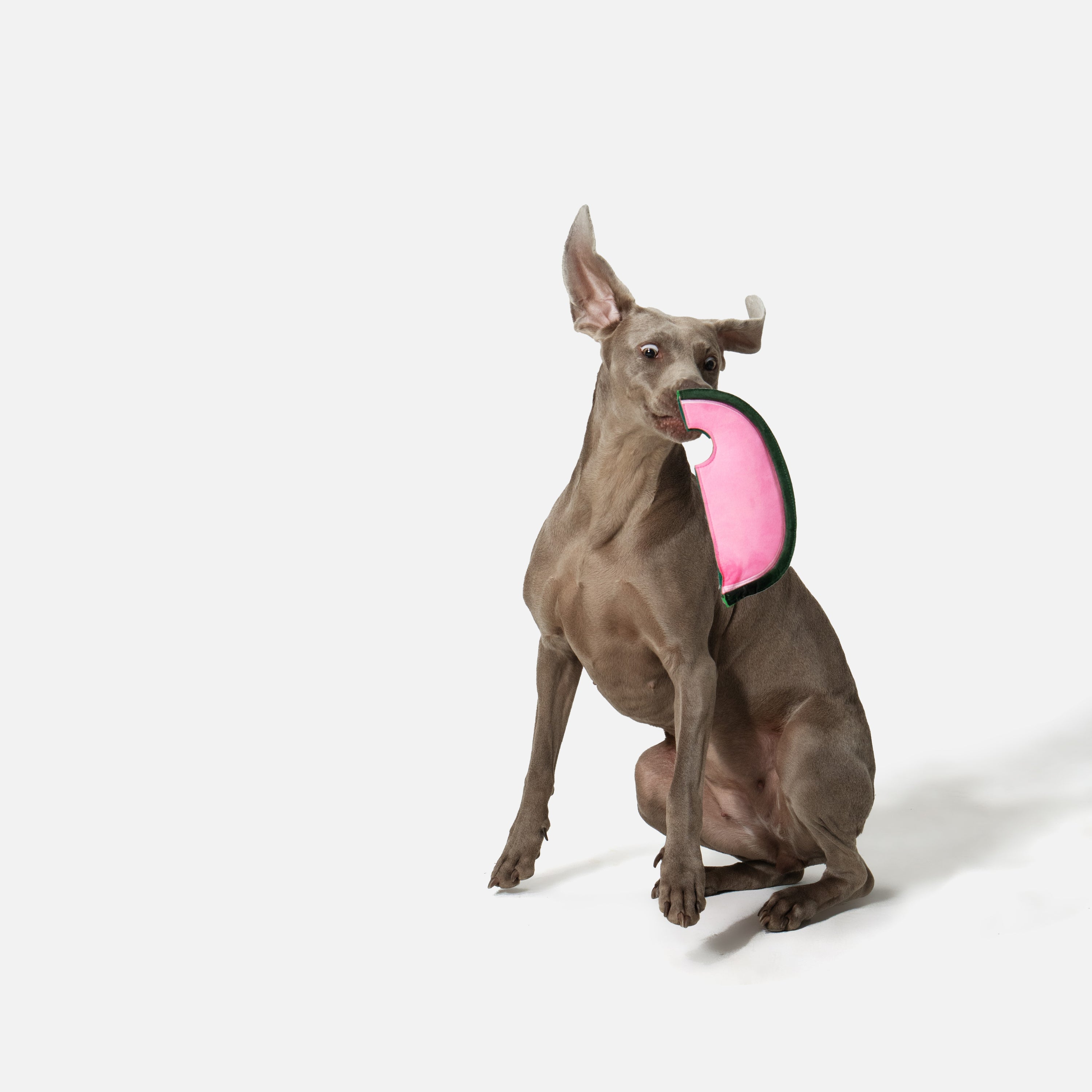 スイカ 鳴き笛＆カシャカシャ入り ソフトディスクトイ（犬用）