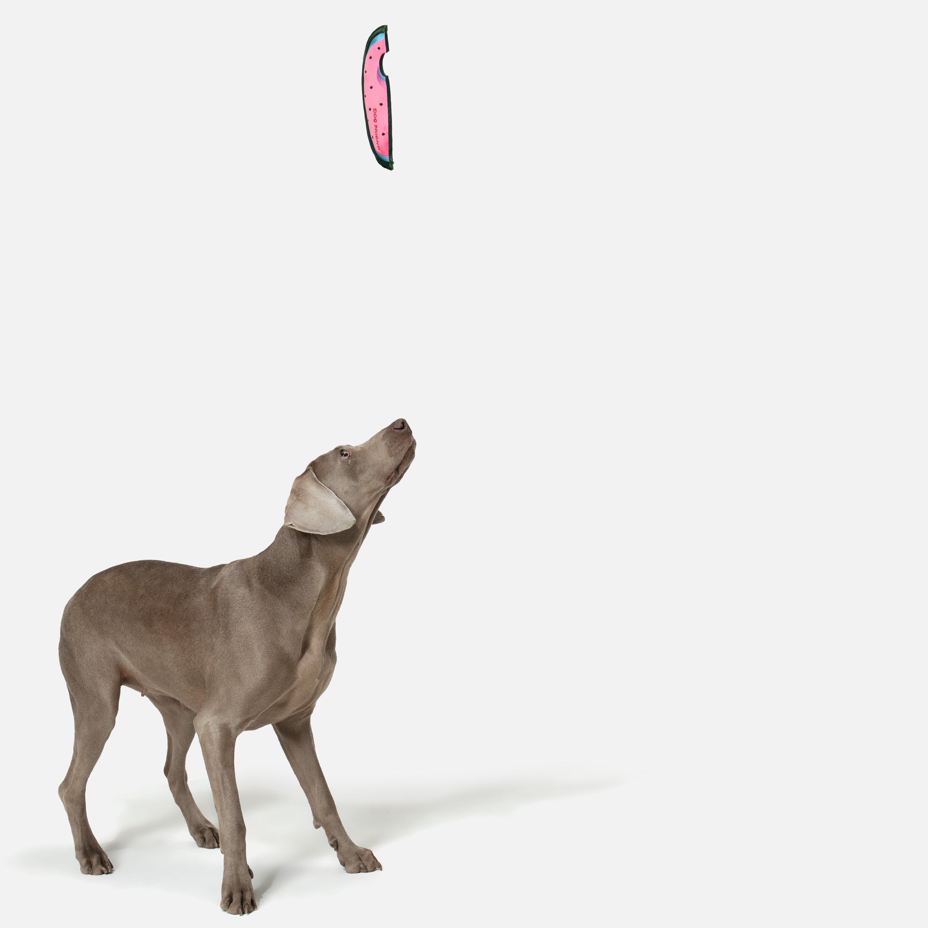 スイカ 鳴き笛＆カシャカシャ入り ソフトディスクトイ（犬用）