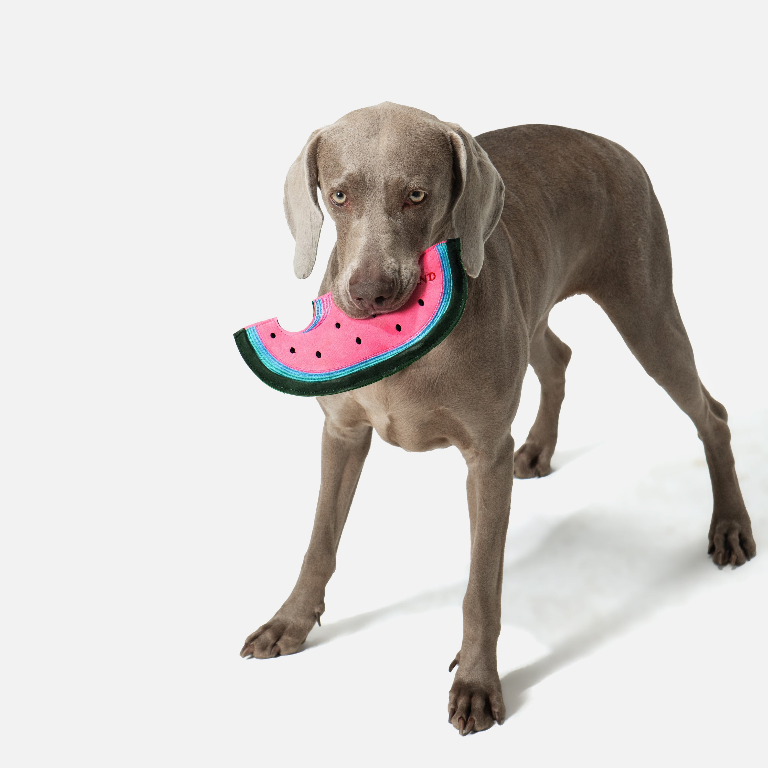 スイカ 鳴き笛＆カシャカシャ入り ソフトディスクトイ（犬用）