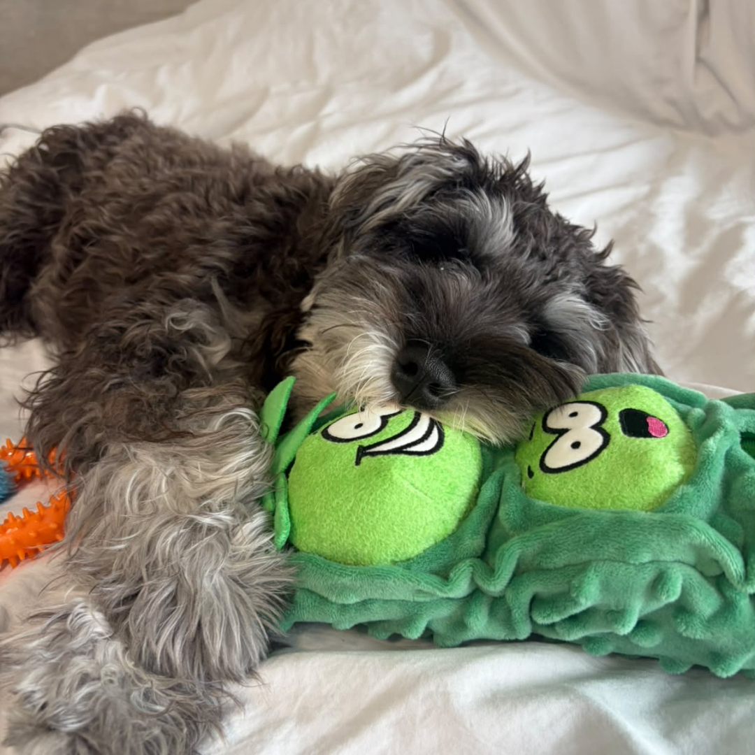 Pea Pod Squeaky Treat-Hiding Plush Toy