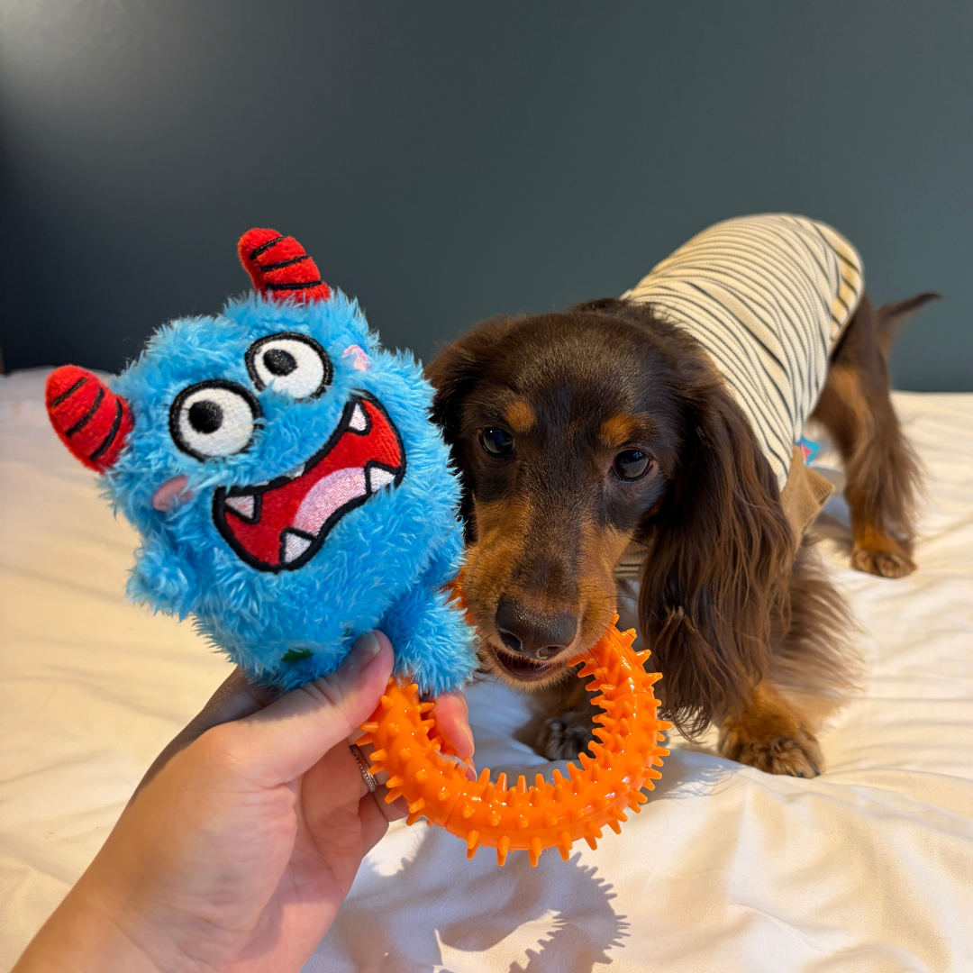 Bluebo Plush & Chew Ring 2-in-1 Dog Toy