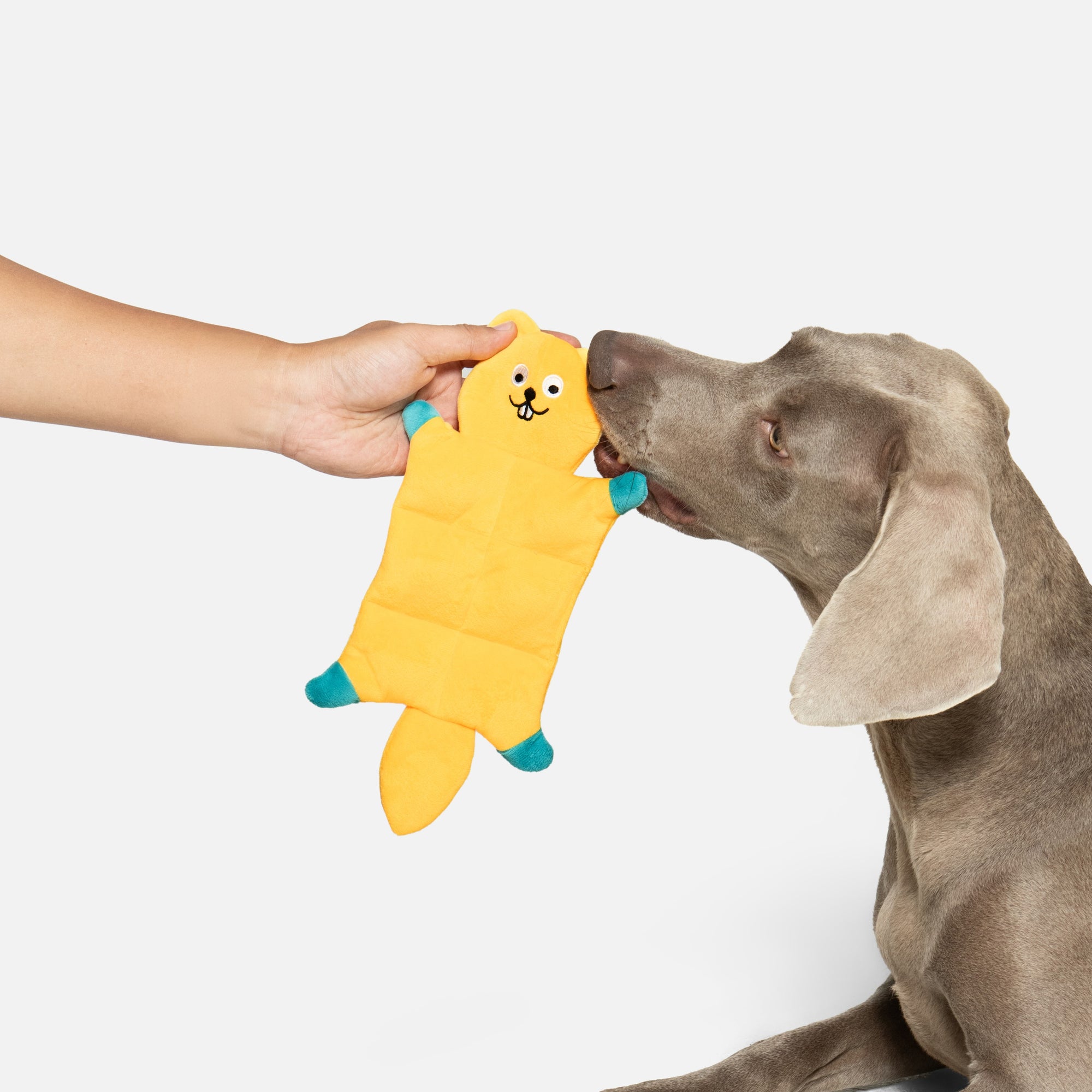 Multi-Squeak Raccoon Toy