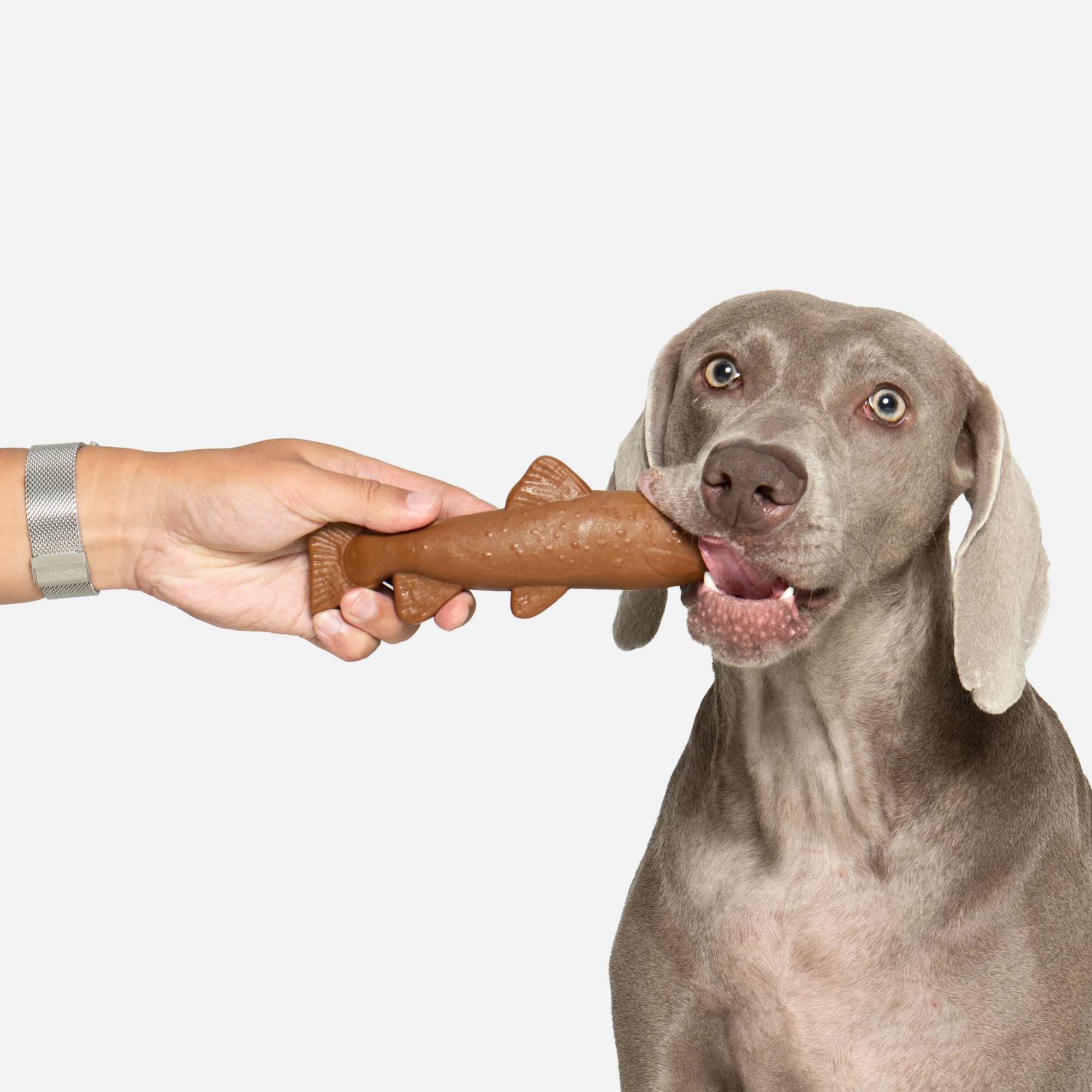 Sardine Wood Chew Stick