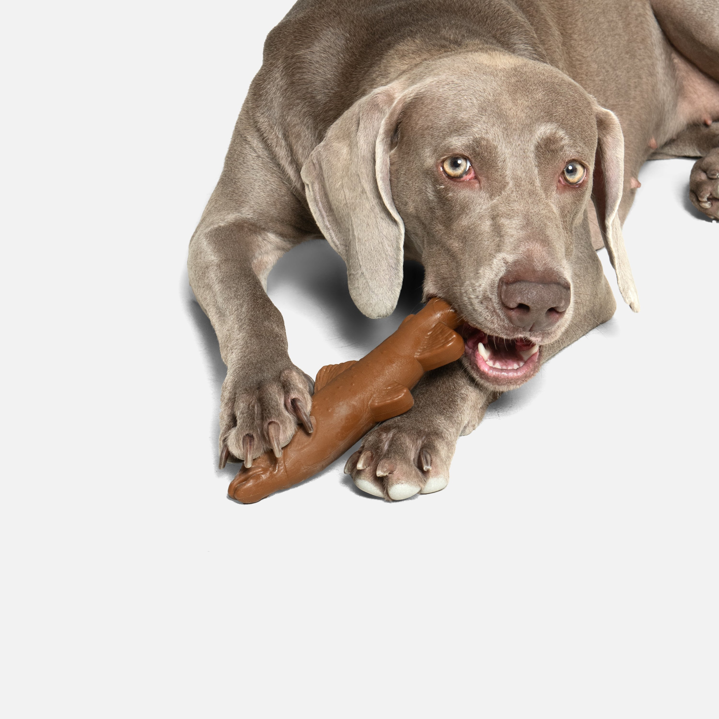Sardine Wood Chew Stick