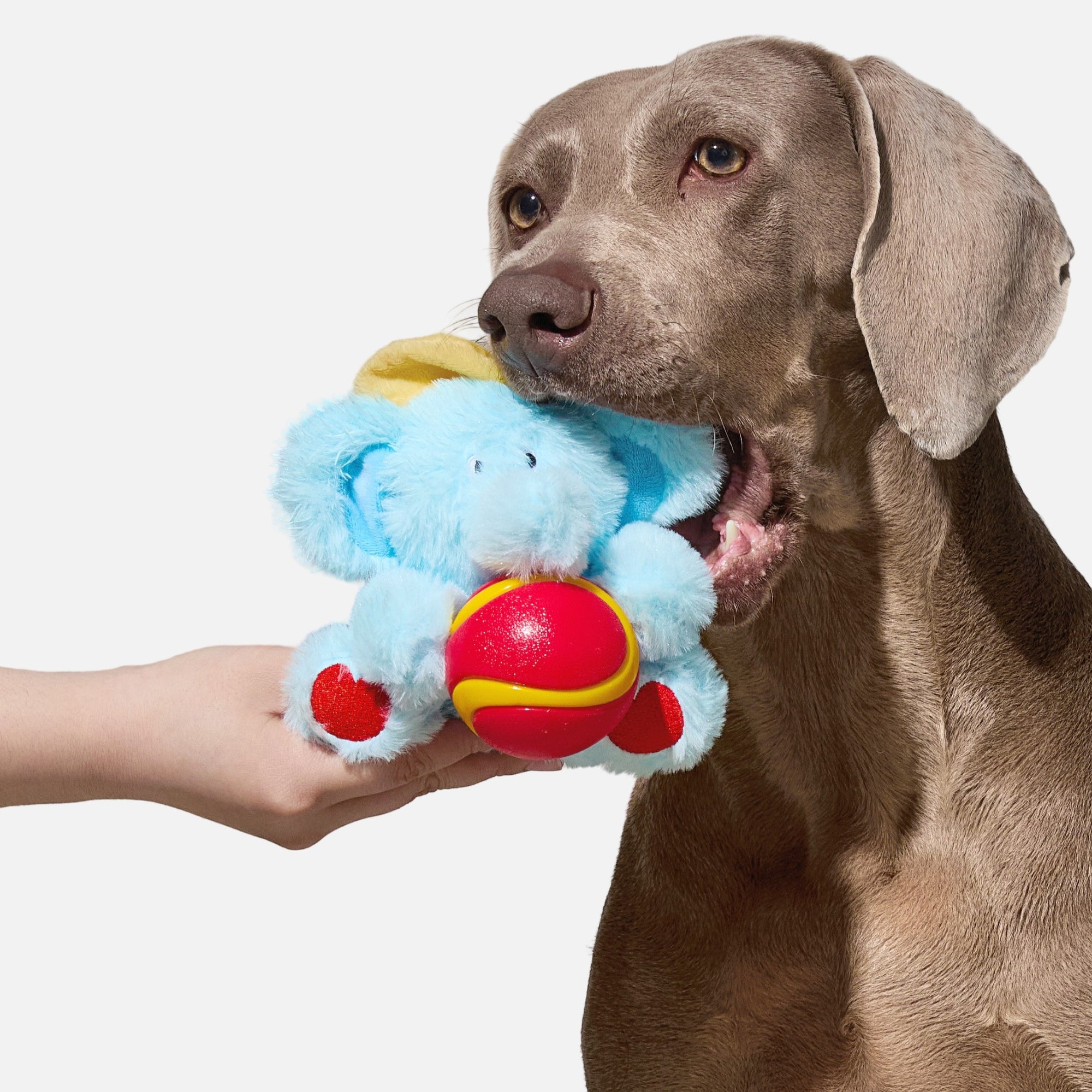 Sleepy Ellie Plush & Chew Ball 2-in-1 Dog Toy