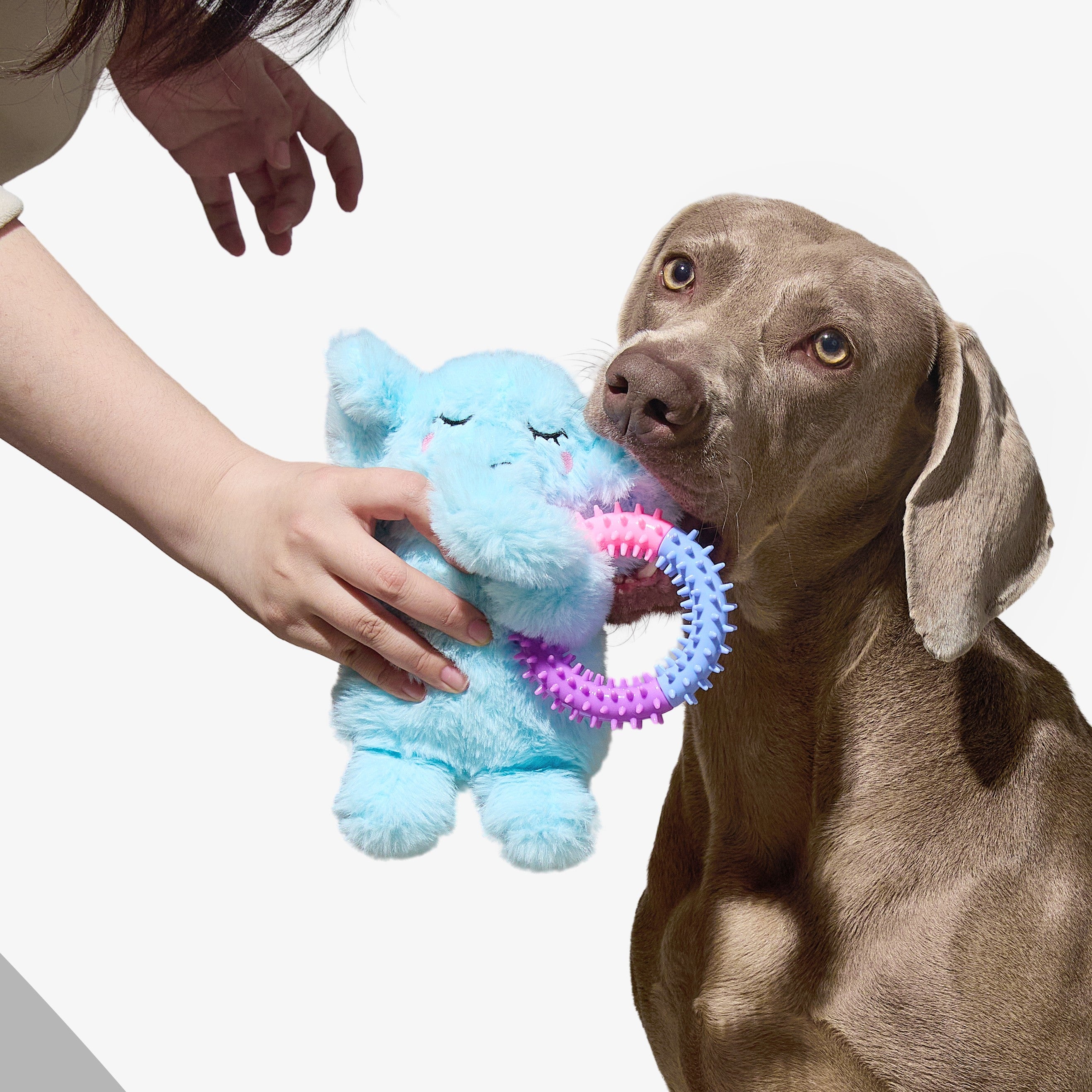 Sleepy Ellie ぬいぐるみ＆カミカミリング 2-in-1トイ（犬用）