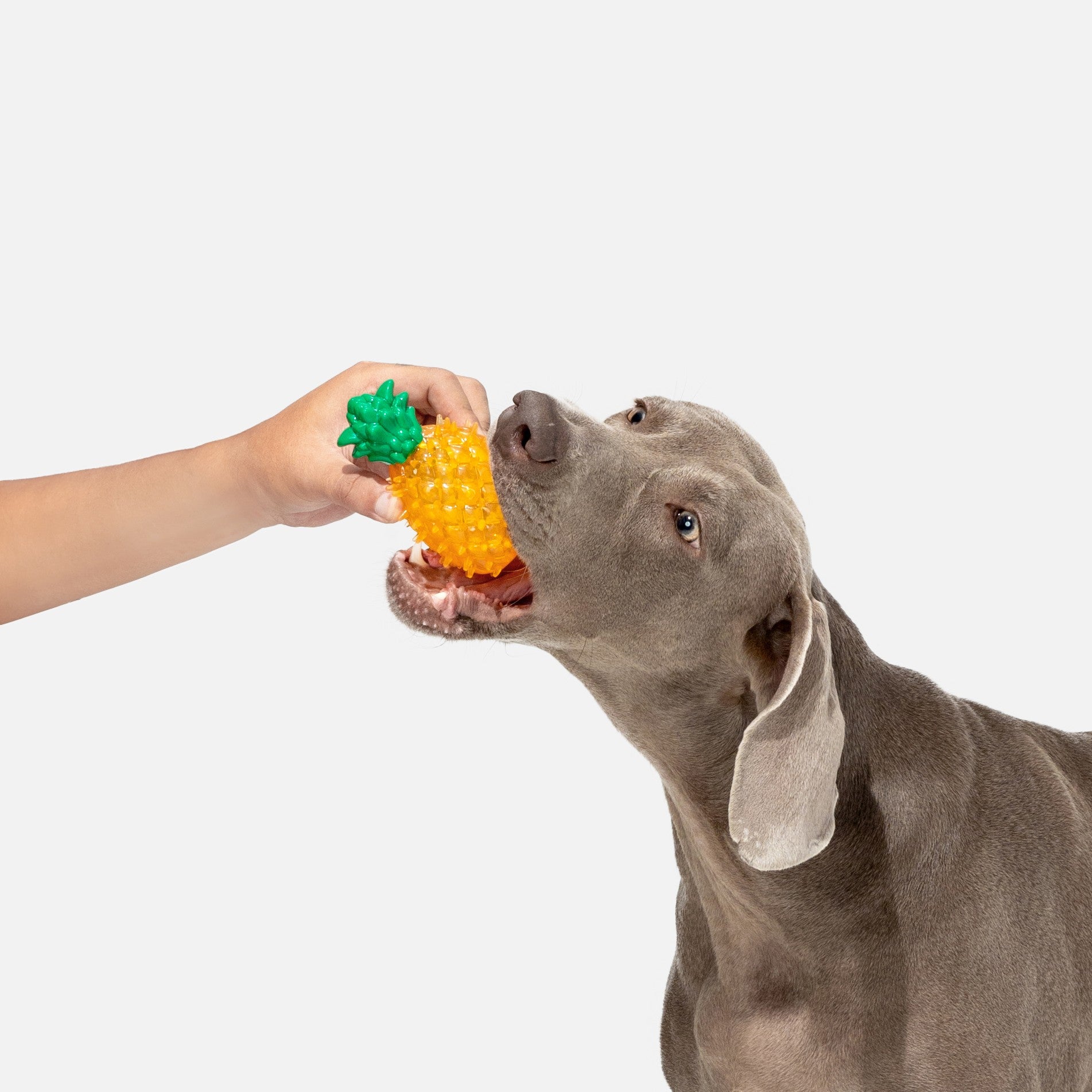 Pineapple Squeaky Chew Toy