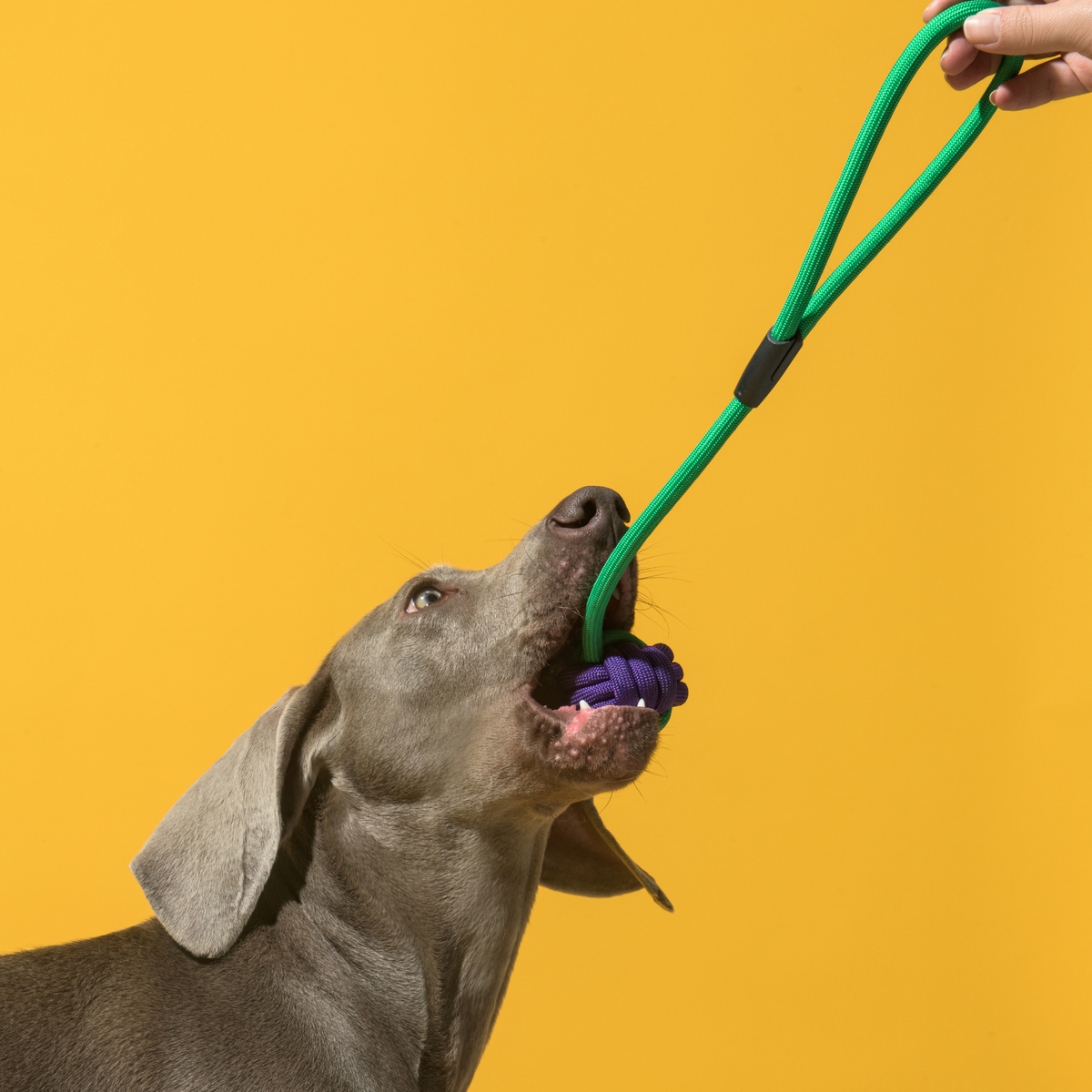 Long Rope Knot Ball Dog Toy