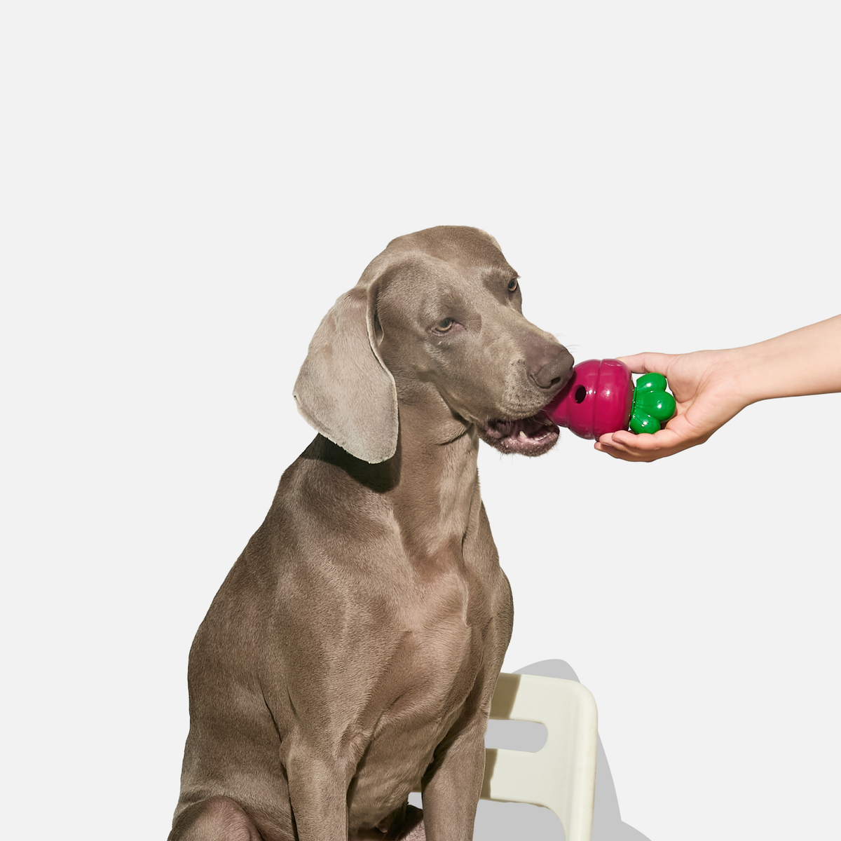 キャロット おやつディスペンサートイ（犬用）