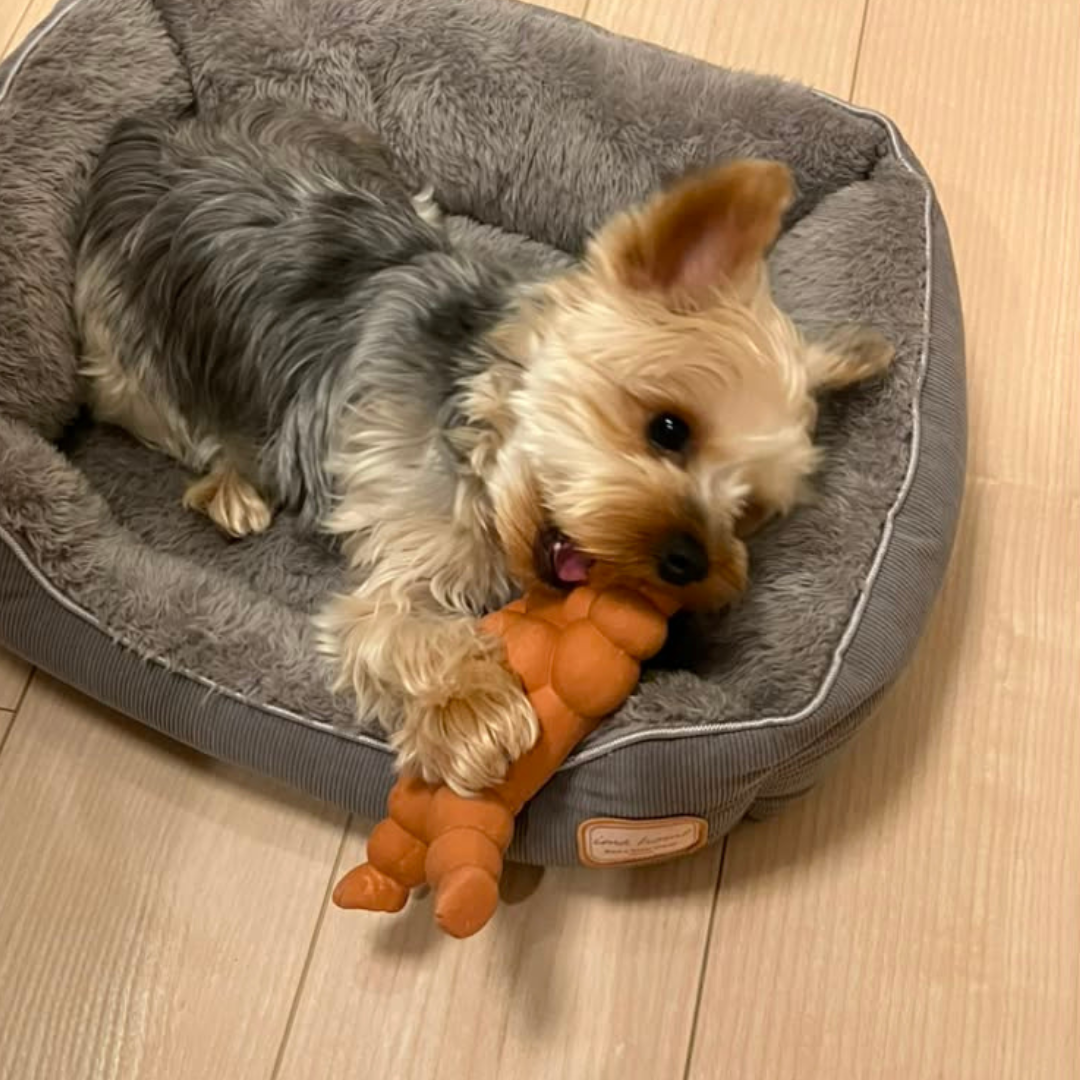 Ballet Bunny Tough Chew Squeaky Toy