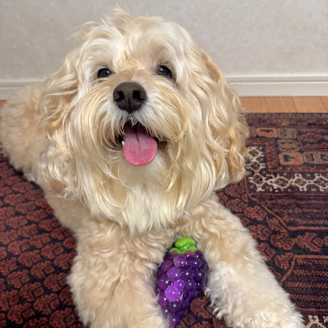 Grape Treat-Dispensing Chew Toy