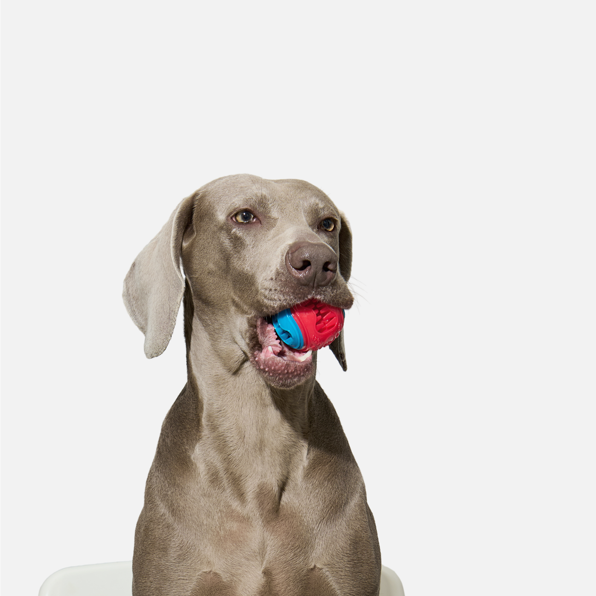 Chompy Treat-Dispensing Ball Dog Toy