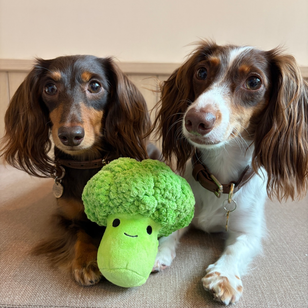 Squeaky Broccoli Plush Dog Toy