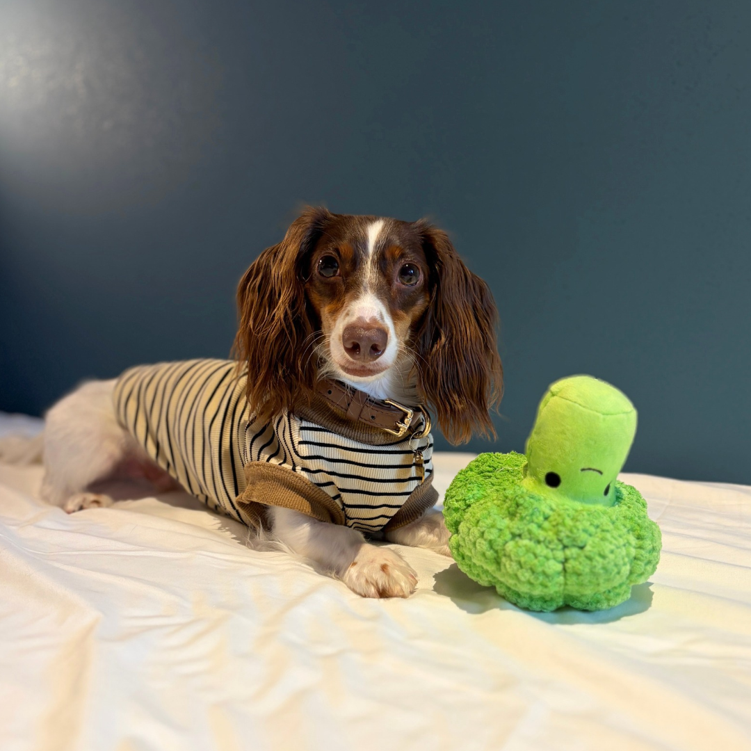 Squeaky Broccoli Plush Dog Toy